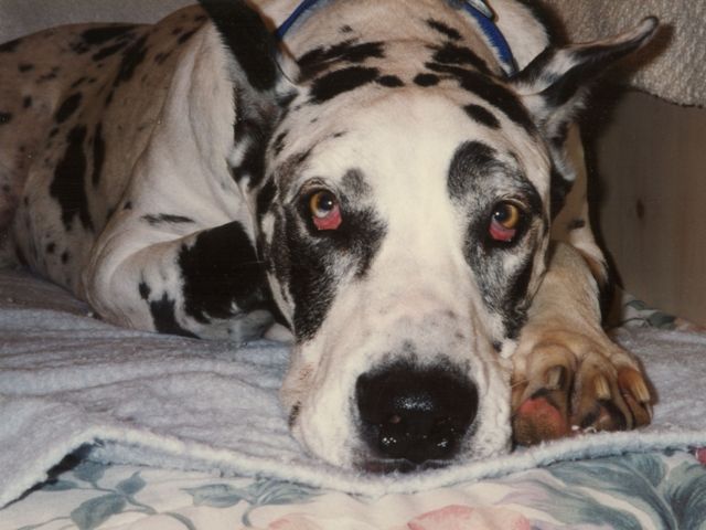 Remembering Bubba Dog
