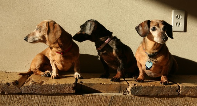 Remembering Franklin and Isabelle