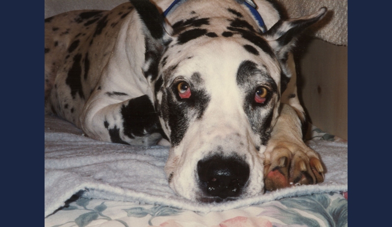 BUBBA DOG~ Rest in peace