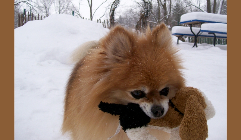 SUNNY~ Rest in peace (photo courtesy of her new Mom, Wendy & ANSOL)